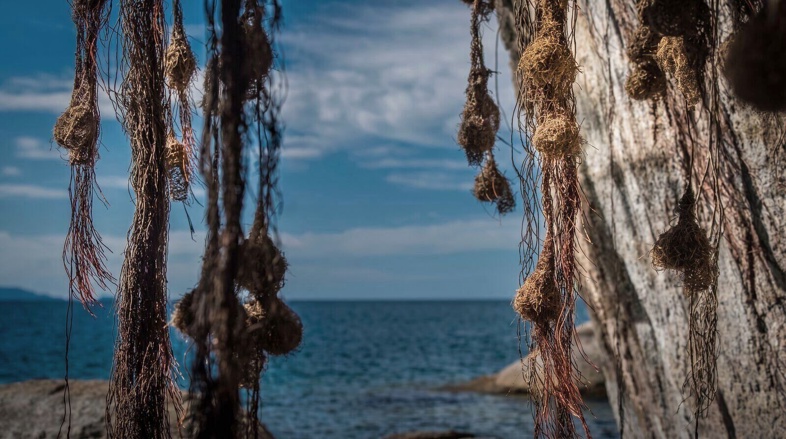 Weaver nests hanging over the water at the Cape
